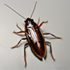 annapurnapest-cockroach